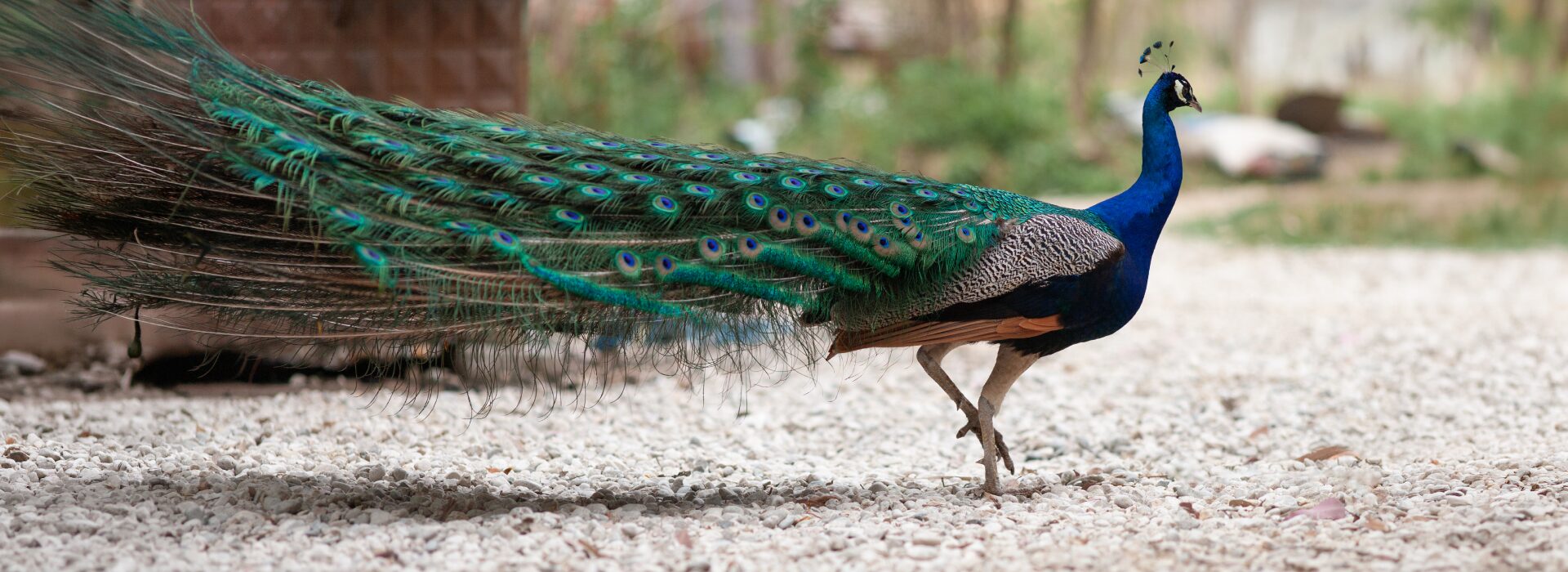 Read more about the article Wildlife and Birdlife of Shankarpally: The Nature Around Hyderabad’s Farmlands